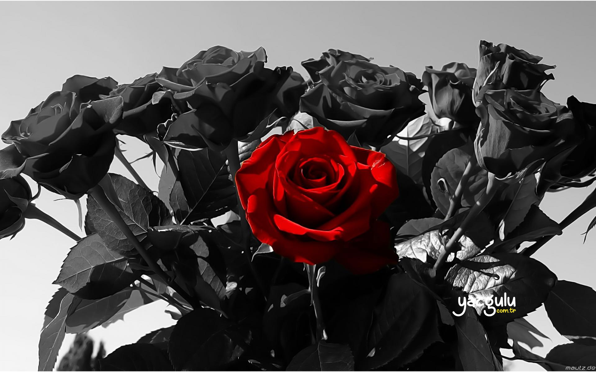 Red Rose, Kırmızı Gül