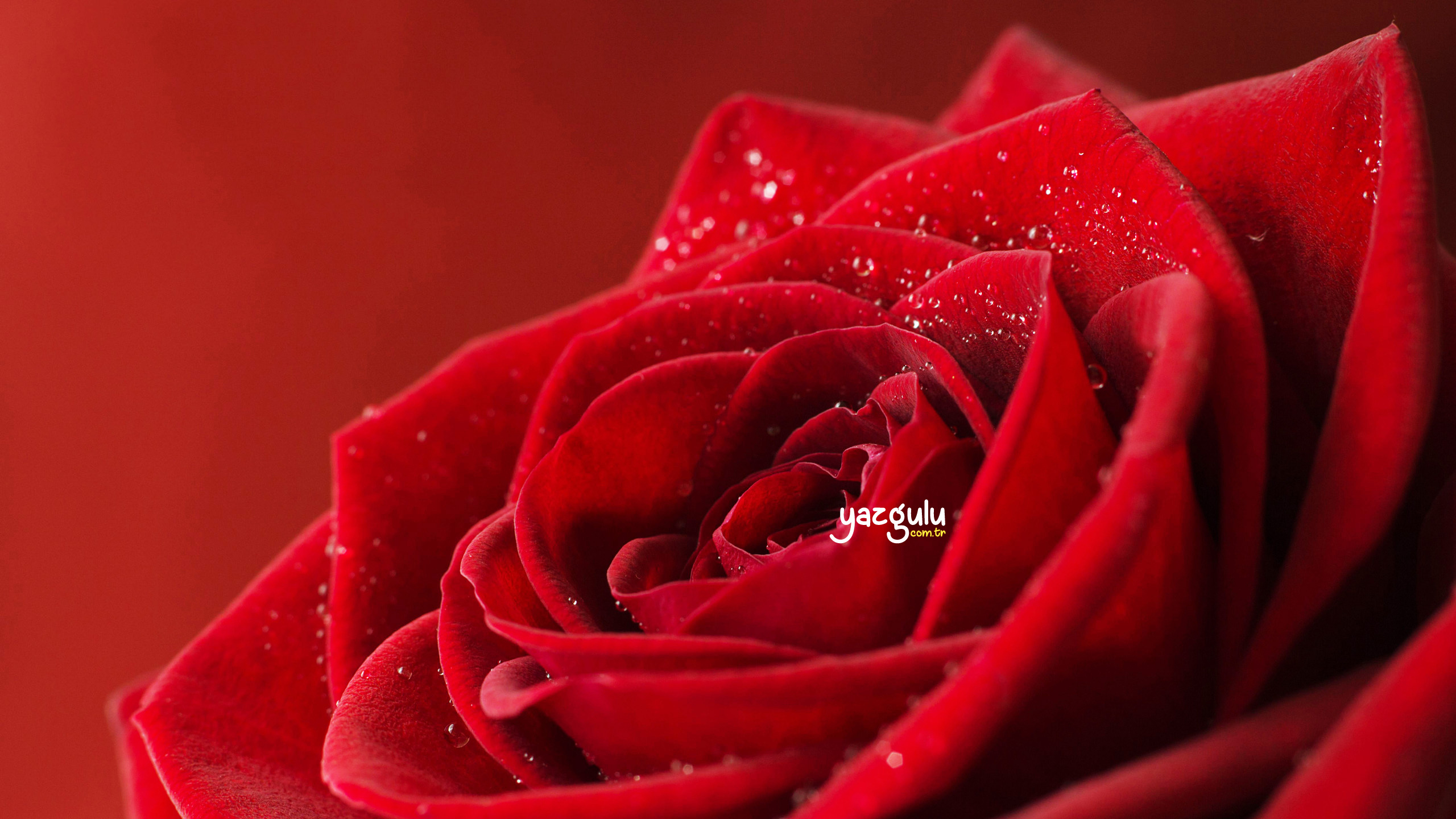 Red Rose, Kırmızı Gül