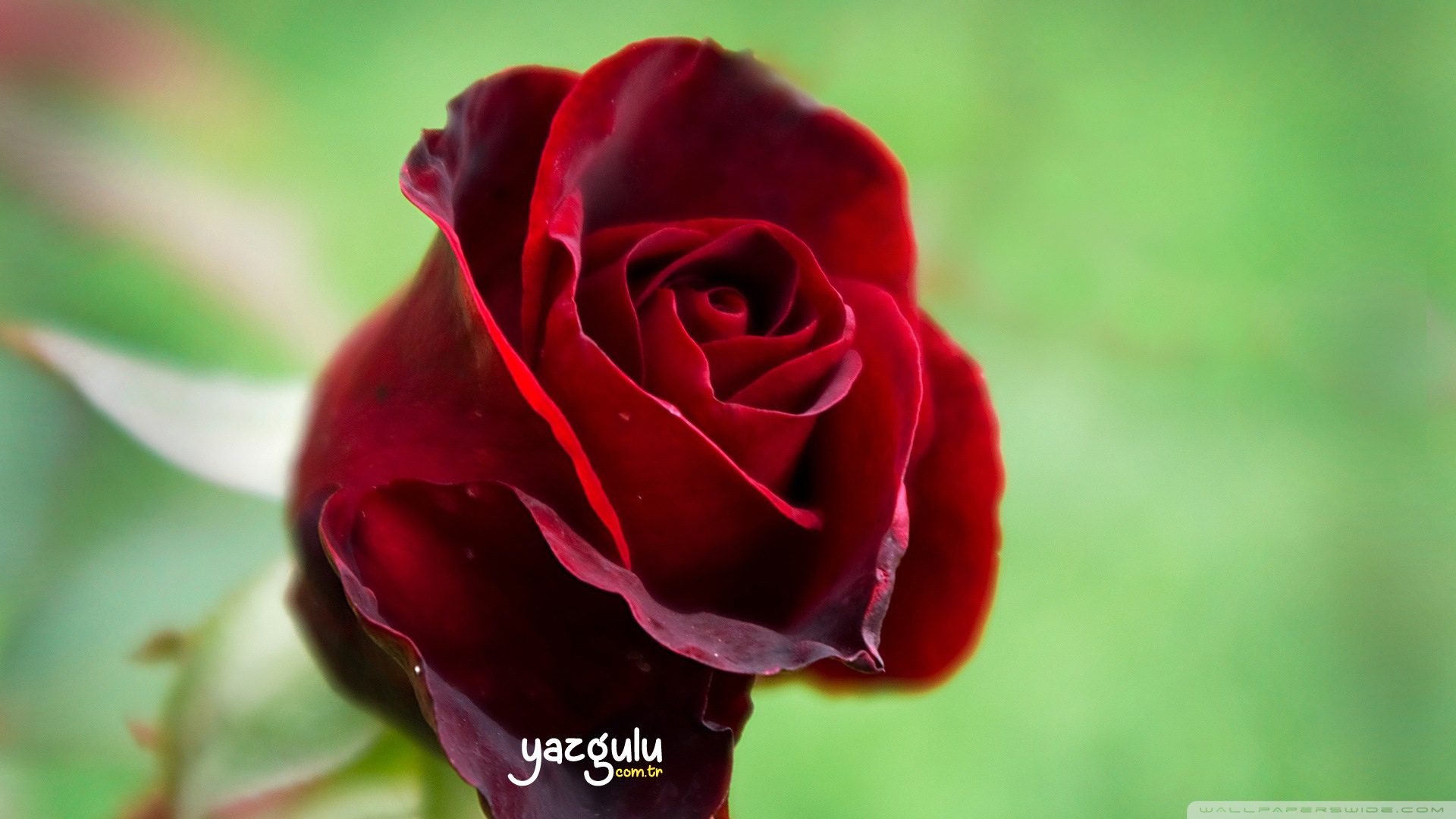 Red Rose, Kırmızı gül