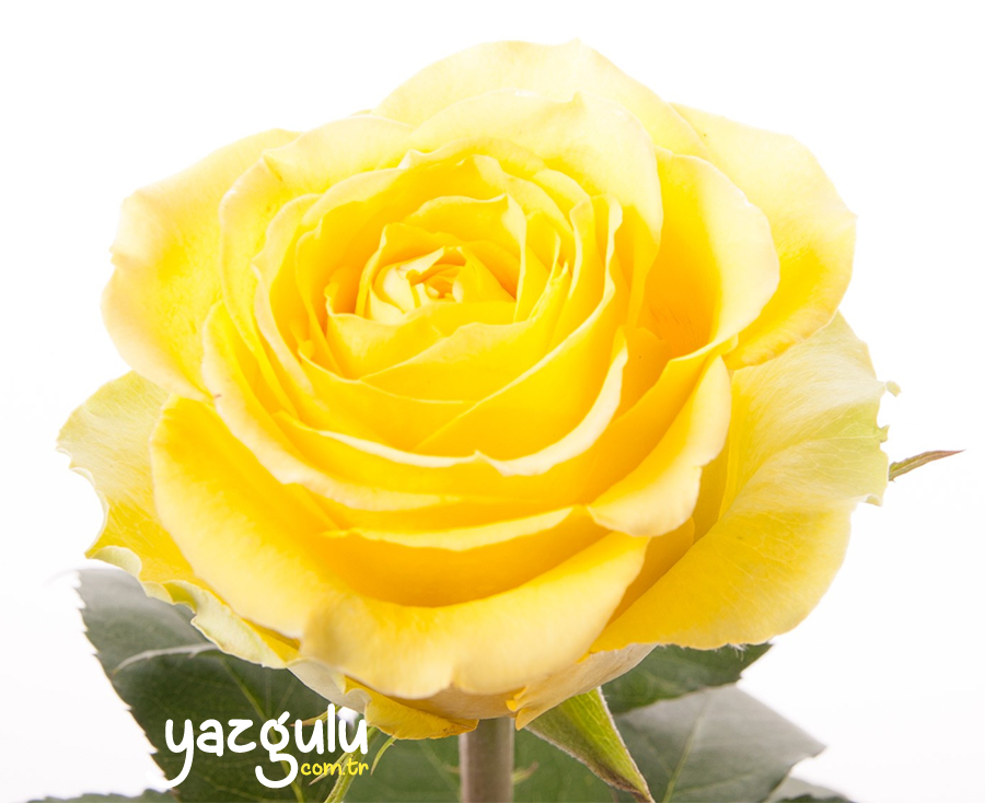 Sarı Gül | Yellow Rose