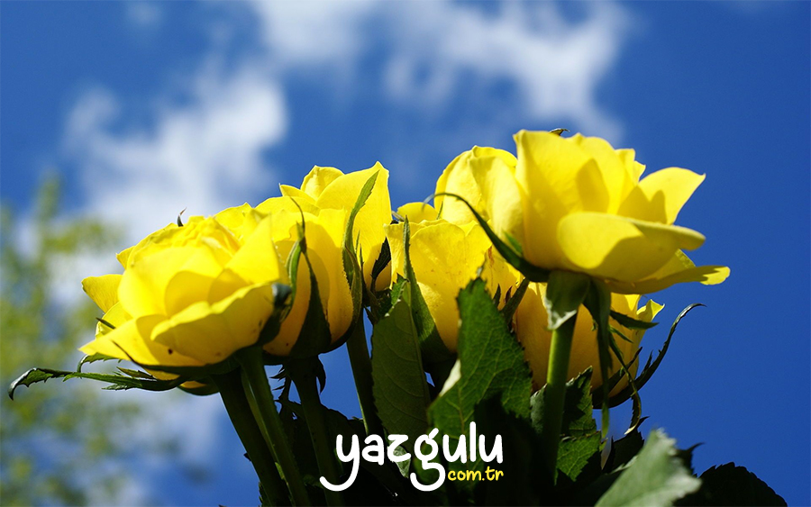 Sarı Gül | Yellow Rose
