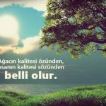 Ağacın kalitesi özünden, insanın kalitesi sözünden belli olur.