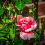 Ömür yarısını geçeli çok oldu